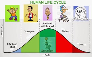 human life cycle